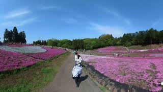 秩父　羊山公園　芝桜の丘　Hitsujiyama Park Shibazakura no Oka