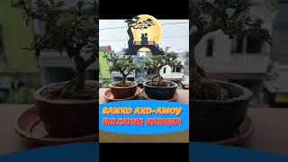 SANKO AKO-AMOY BELINYU ,  BANGKA UTARA