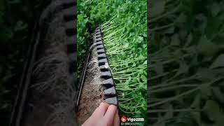 Grow dhanya at home | dhaniye ki kheti | Viral video | coriander farming |grow coriander at home