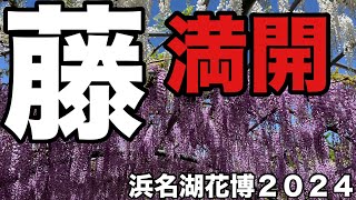 藤満開！91歳シニアカーで浜名湖花博を満喫