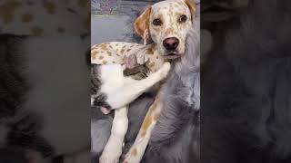 Even if the world becomes our enemy, ours remains safe and friendly. #dog #cat #animal #ytshorts