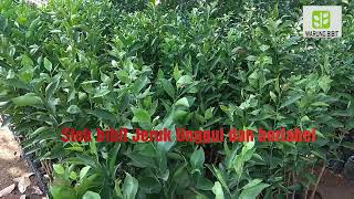 Jual bibit Jeruk berlabel asli BPSB terbesar