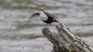 White-throated Dippers, River Hornád, Košice, Slovakia