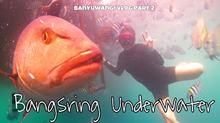 BANYUWANGI VLOG #2 - Digigit ikan sampe luka-luka