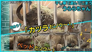 うらら「カツラだゾウ～！」妹のいたずらにさくらもタジタジ！家族の絆に感動の結末 #東山動物園 #ゾウ赤ちゃん #うらら