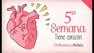 SEMANA 5 de #Embarazo | 2º Mes | Semana a semana