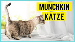 MUNCHKIN KATZE - Das Rasseportrait zur \