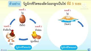 วัฏจักรของชีวิตสัตว์ที่ออกลูกเป็นไข่||วิทยาศาสตร์ ป•3