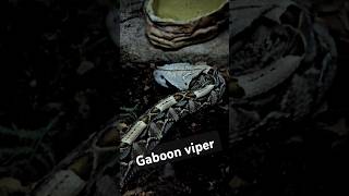 Gaboon viper snake, highly venomous పాముగాడు, African sankes, Wildlife USA telugu vlogs