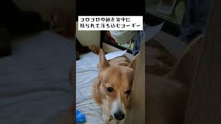 落ち込むコーギー depressed corgi