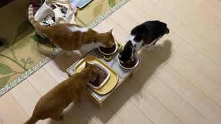 朝ごはん食べるニャリ。今朝もシッカリと食べて、シッカリと水分補給するニャリね。#ねこ #猫 #猫のいる生活 #朝ごはん #猫の好きな人と繋がりたい #猫繋がり