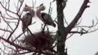 Heron greeting mate in nest