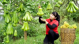 How to Harvest Buddha's hand, goes To Market Sell - Harvesting and Cooking |Tieu Vy Daily Life