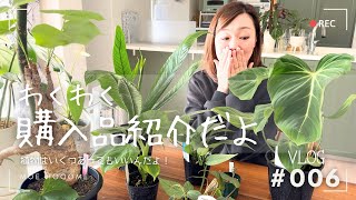 【購入品紹介】植物はいくつあってもいいのだよ（Vlog/006）