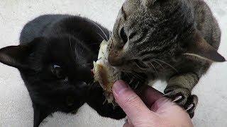 【猫の親子】宴の始まり！夢中になって焼き魚を食べる猫の親子　cat family