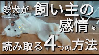 愛犬が飼い主の感情を読み取る４つの方法