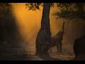 Wild Eye - Mana Pools