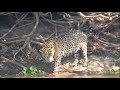 UNREAL!!! Mother Giant Otter Bite The Jaguar's Mouth Off To Protect Her Baby   Jaguar Failed!!!!