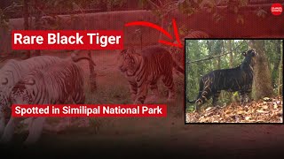 WATCH | Rare black tiger spotted in Odisha's Similipal National Park