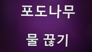 {텃밭농부 #309} 포도나무 물끊기.장마대비 물 차단시키기