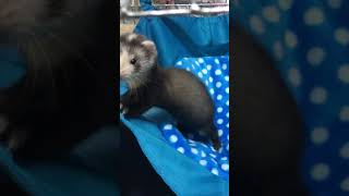 生後2ヶ月赤ちゃんフェレット Two-month-old baby ferret