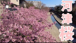 A walk in full bloom of cherry blossoms in Kyoto 【2022】