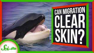 Why Killer Whales Migrate (It's Not Why You Think)