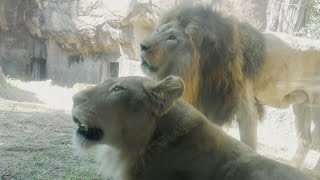 ライオン💗モナカにガオウのパンチが【天王寺動物園】