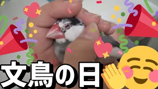 【文鳥】10月24日 今日は文鳥の日!!!