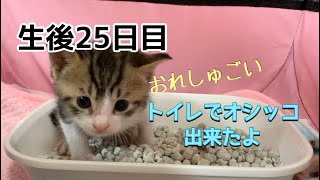 赤ちゃん猫が初めてトイレでおしっこ！　【ハナ・サク・モグ・レンの成長記録】生後25日目　I was able to pee in the toilet