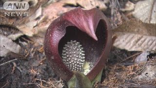 山梨でザゼンソウ見頃　3000株が花を咲かせる(17/03/19)