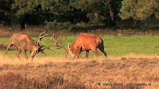 2015 09 25 Fight of harts - Kampf der Rothirsche