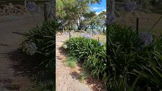 Love them or hate them? Agapanthus on the driveway. #nursery #australia #garden #summer #flowers