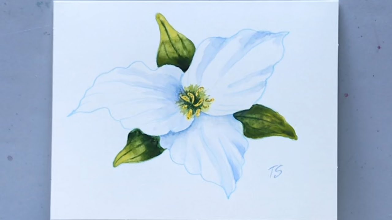 How To Draw A Trillium Figfilm3