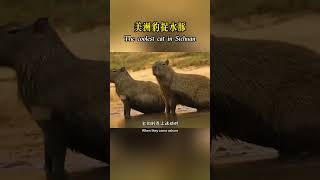 Jaguar catches capybara! #shorts #nature #wildlife #animal #wildanimals #animals #animals