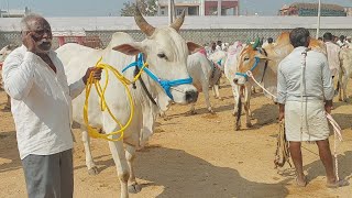 దేవరకద్ర సంతలో ఒక్కొక్క ఎద్దును కొన్న పెద్ద కడుమూర్ రైతులు | Oxen prices ‎@purnafarms 