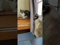 見えてるかくれんぼ猫 hide and seek shorts