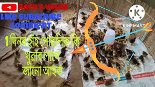 লোকেল হাঁহ পোৱালী 1 দিনৰ দিনা  কেনেকৈ ৰাখিব ,,local hah poali boding,,🦆🦆🙏, nath s,vlogs