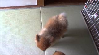 ポメラニアンドリル 今日のサムちゃん 犬の鳴き声 Pomeranian drill 2015