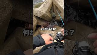 【穴釣り】とある離島でデカ根魚！？【餌、砂肝】#Shorts#穴釣り #fishing #釣り初心者向け動画 #鱒レンジャー