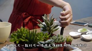 多肉植物 -【第一堂園藝課】