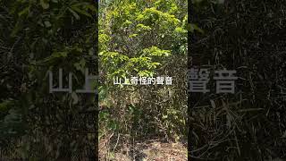 荒郊野外忽然樹叢內出現這種聲音