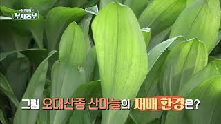 [역전의 부자농부 하이라이트] 울릉도산마늘 VS 오대산 산마늘