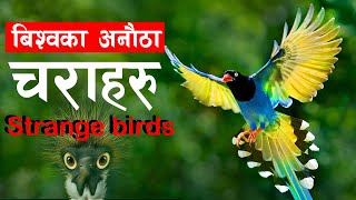 जुनसुकै आवाज निकाल्न सक्ने चरा | Lyrebird । Most Unsual and beautifull birds