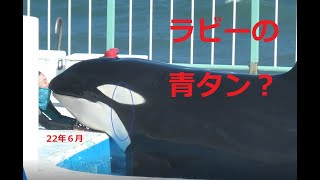 【鴨シー】ラビーちゃん青タン？青タンって判るかな？なんか違和感がありました。