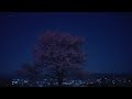 名もなき桜と星空（sonyα7sⅢリアルタイム動画）