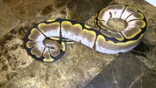 CALIDER BALL PYTHON HD