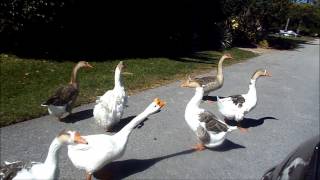 Wild Honking Gaggle Of Geese  / Traffic Jam / Have A Gander!! (Stooges Reference)