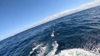 130kg / 300lbs Striped Marlin - Bermagui Marlin Fishing - Head Hunter Charters