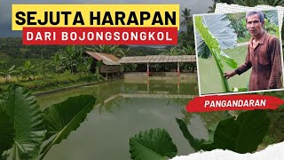 SEJUTA HARAPAN PETANI  BOJONGSONGKOL  KAB.PANGANDARAN